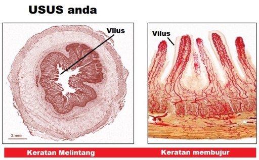 usus anda